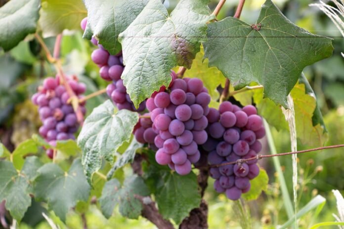 How To Get Grape Juice Out Of Clothes?