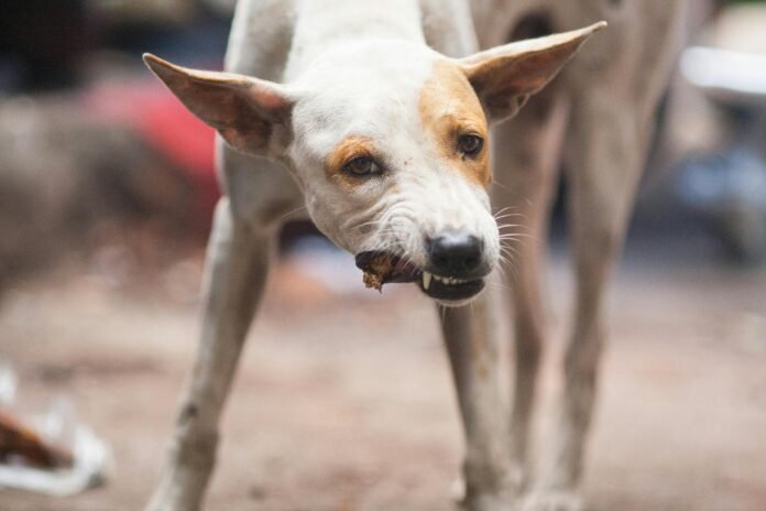 What Is Chicken Meal In Dog Food?