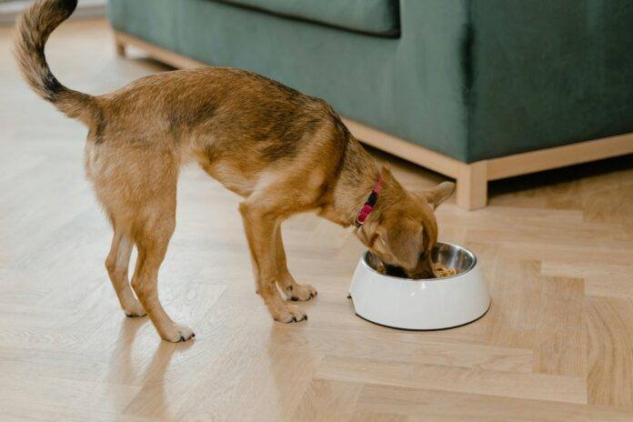 How Many Cups In A Pound Of Dog Food?